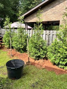 New Trees and Lanscaping
