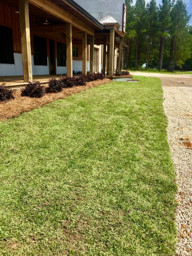 Sod plants and pine straw installed