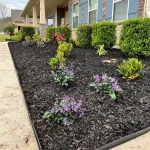 freshly planted bushes and flowers with mulching around home